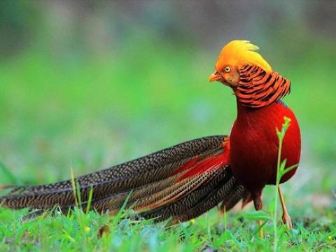 Cửa võng chạm chim hồng trĩ có ý nghĩa gì?